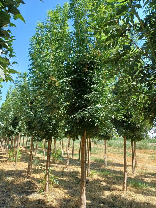 Evropa svati kustarnik kuchatla bor