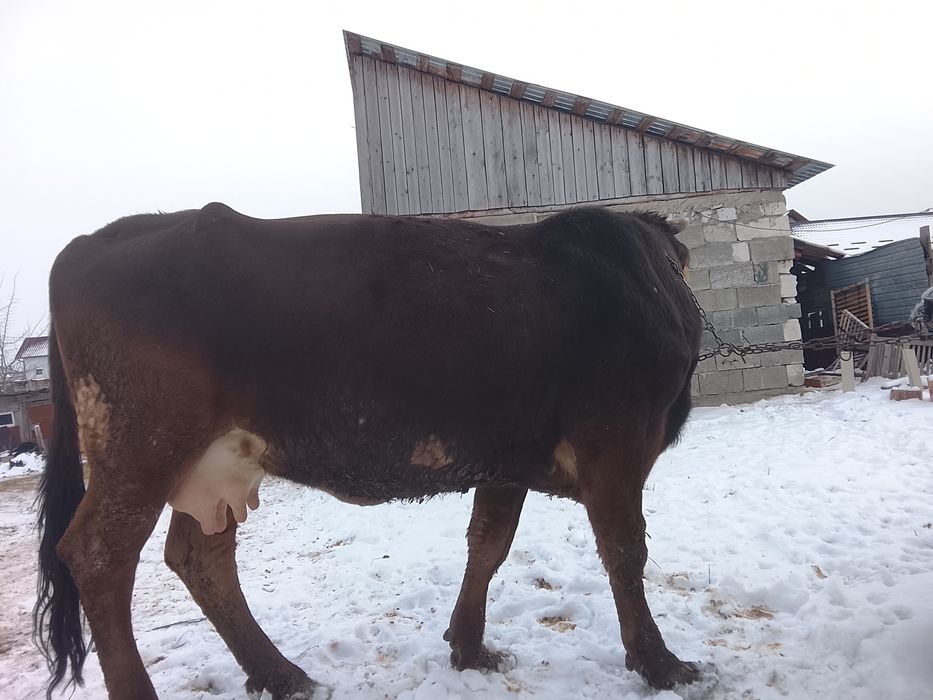 Vând vaca buna de lapte este fătată de 6 săptămâni