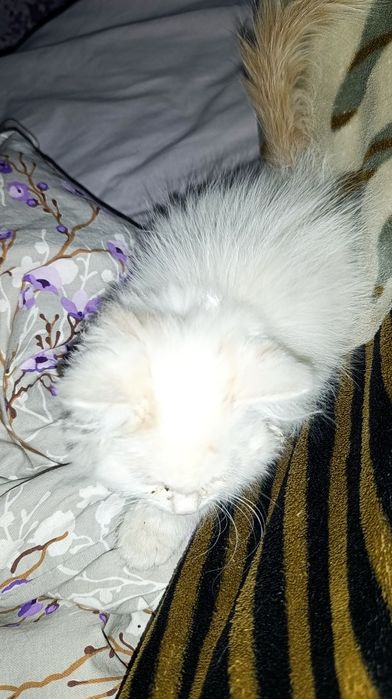 Котенок отдам в добрые руки