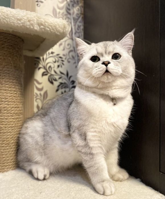 Жених для вязки, шикарный шиншла кот серебро, ждет дам!