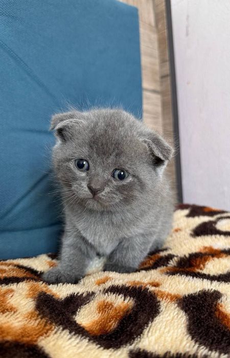 Вязка Британец короткошерстный привозной