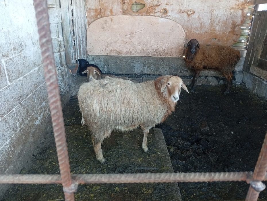 семиз токтылар сатылады