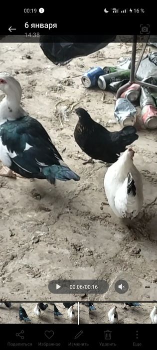 Шабо декоративные