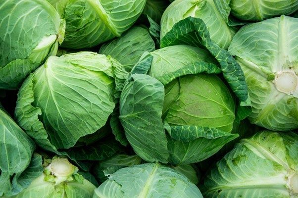 Vând varză , producție proprie