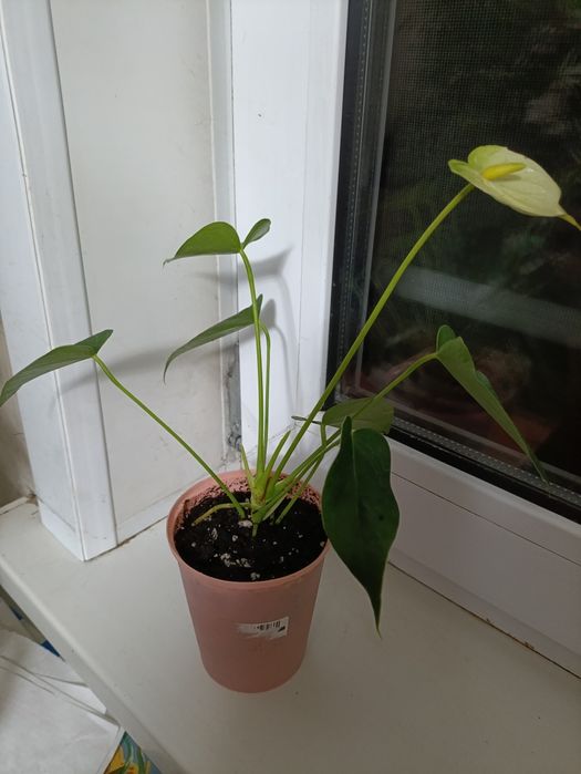 Антуриум Vanilla