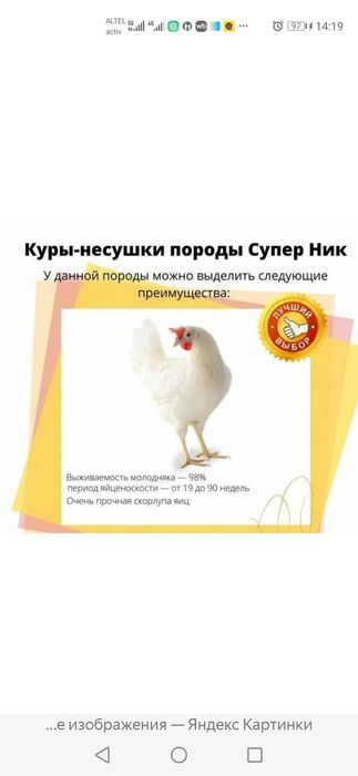 Куры Супер ник несушки