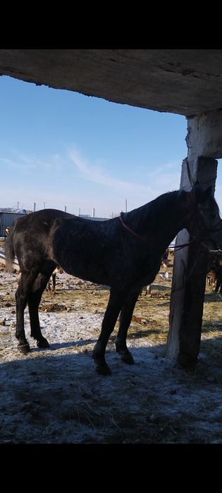 Продам коня мощный