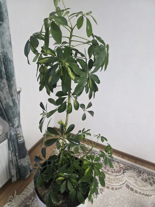 Шефлера и Замиакулькас комнатные цветы