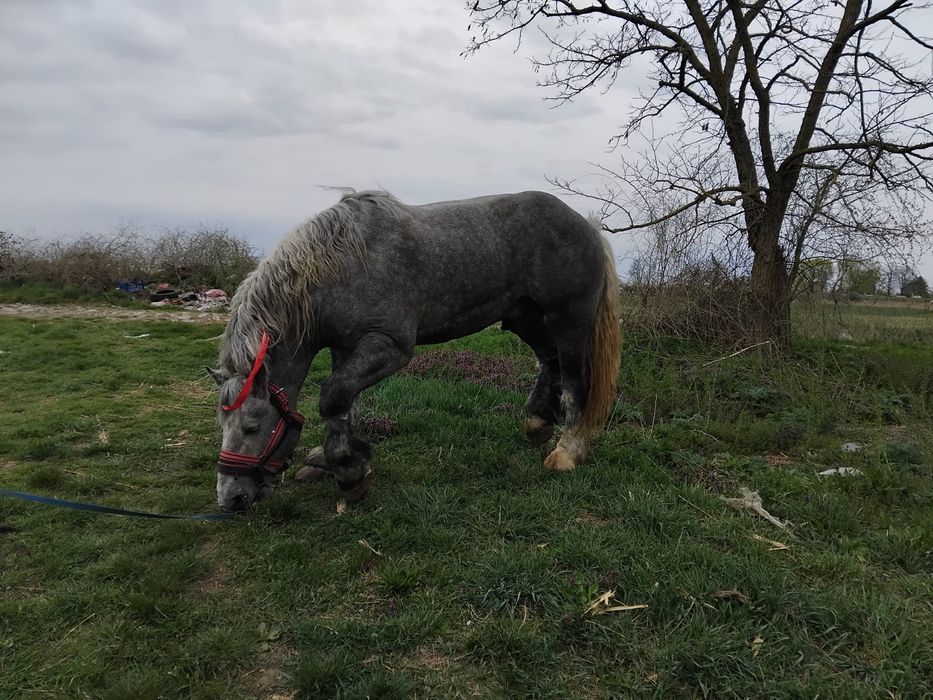 Armăsar percheron