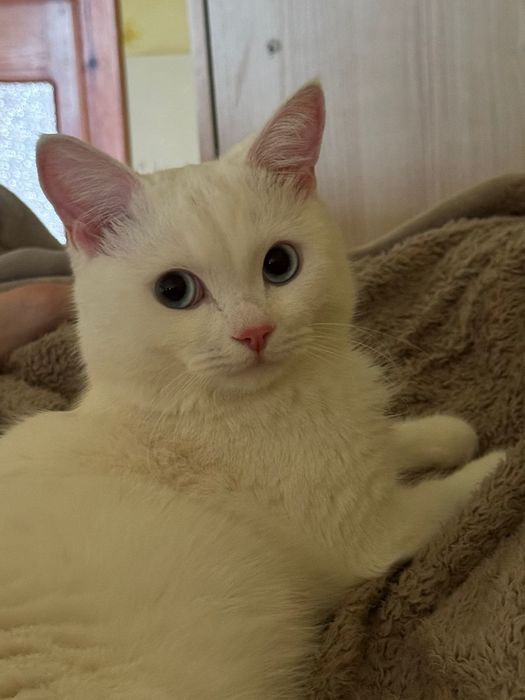 Отдам кота породистого