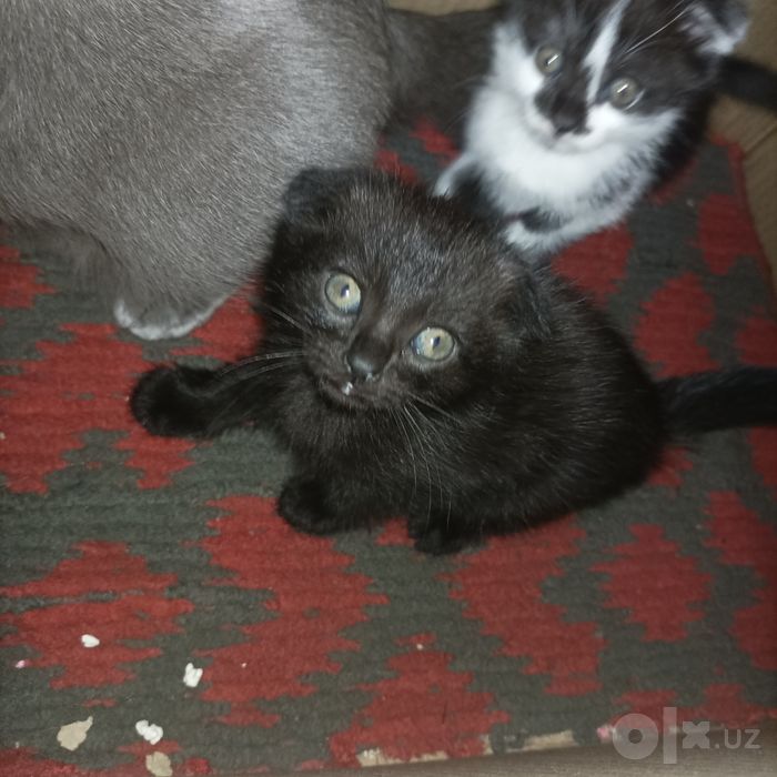котята в добрын руки