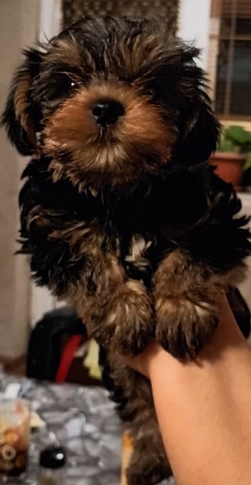 Мъжки мини йорки