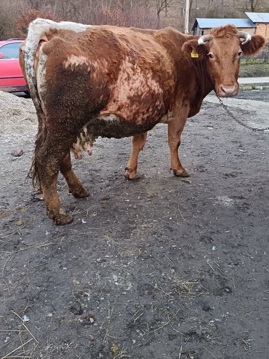 De vânzare vacă gestantă