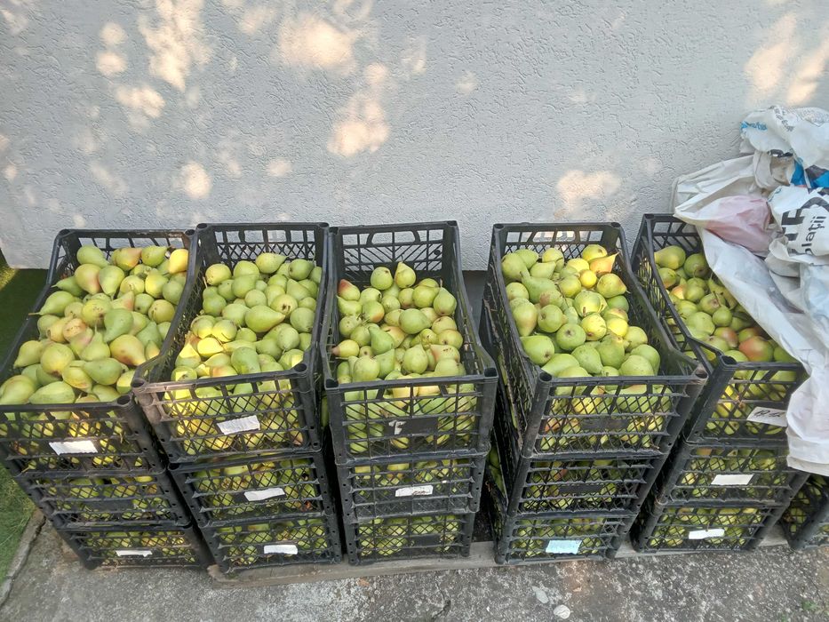 Pere romanesti, se coc vara
