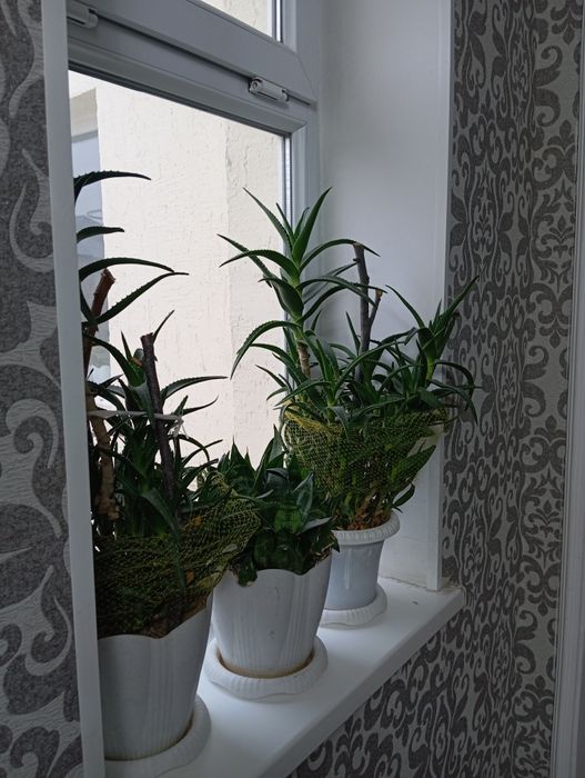 Продаётся цветы Шымкент