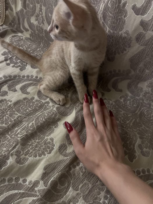 Срочно ищем дом для кошечки