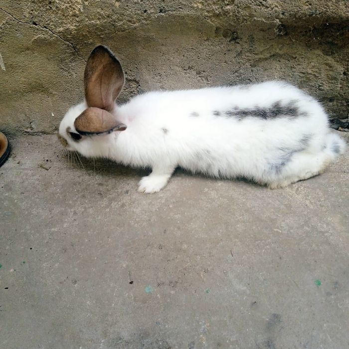 Крольчата породы великан