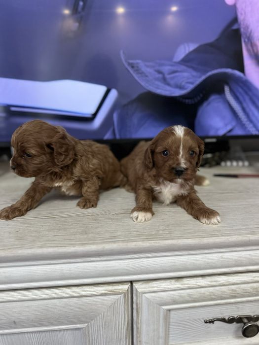 Cavapoo/Кавапоо