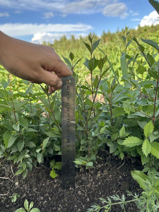 Вязь сеянцы мелколистной