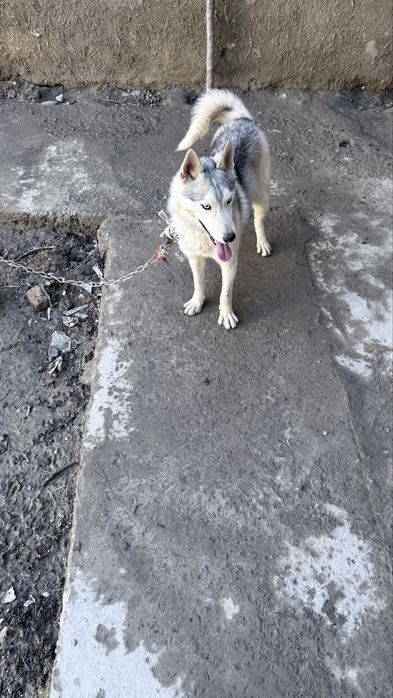 Сибирский хаски продаётся