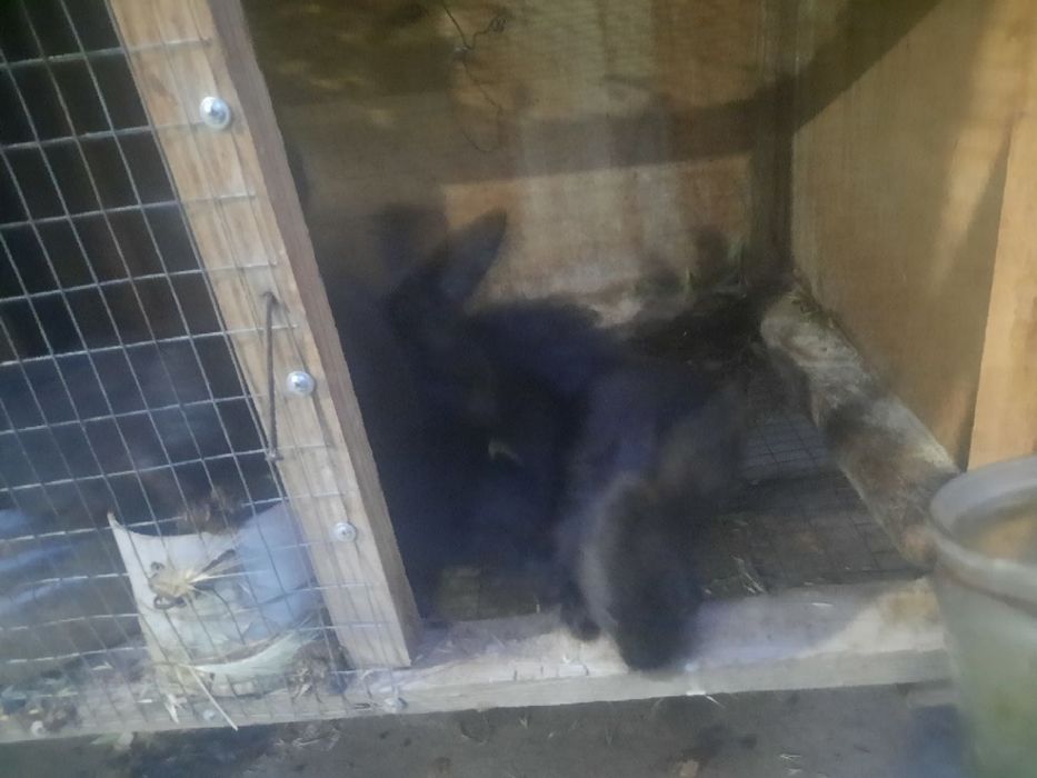 Quyon sotiladi qafasi blan