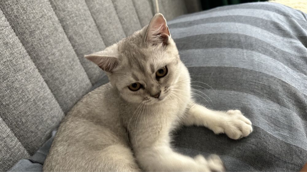 Кошка примерно 6-7 месяцев