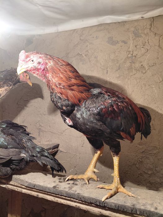 Дакан қораз туляк