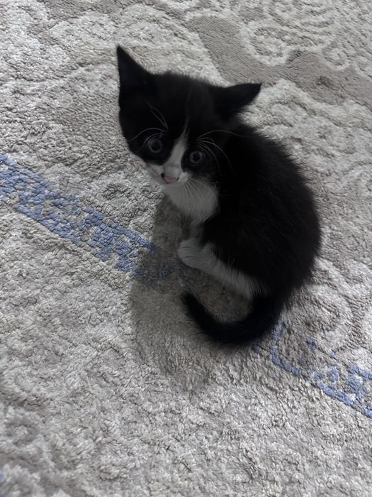 Девочка котенок 4 мес….