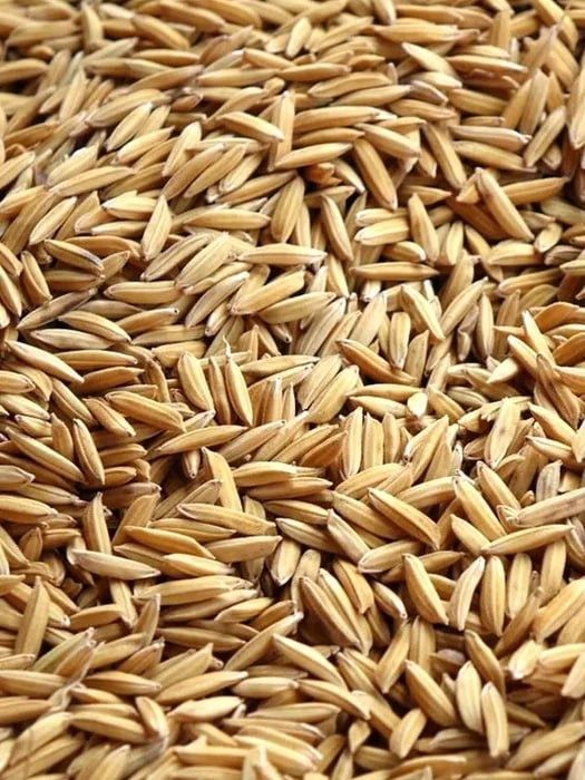 Lazer sholi sotiladi urugʻlikga