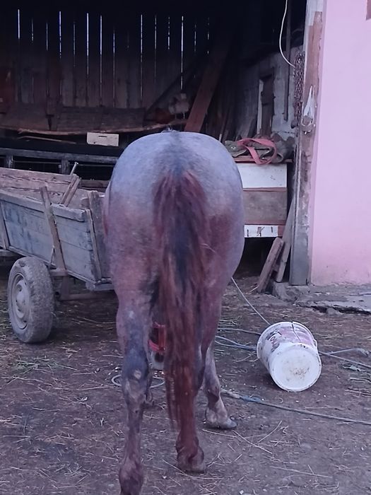 De vanzare Manz de 1 an si 8 luni
