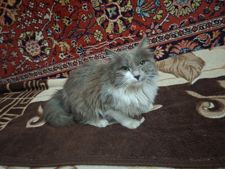 Продается котенок-девочка.