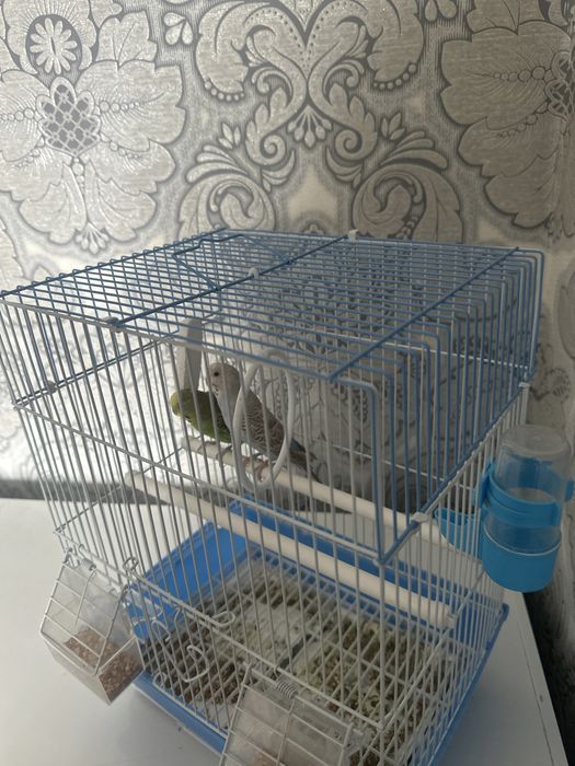 Продаюстя попугай