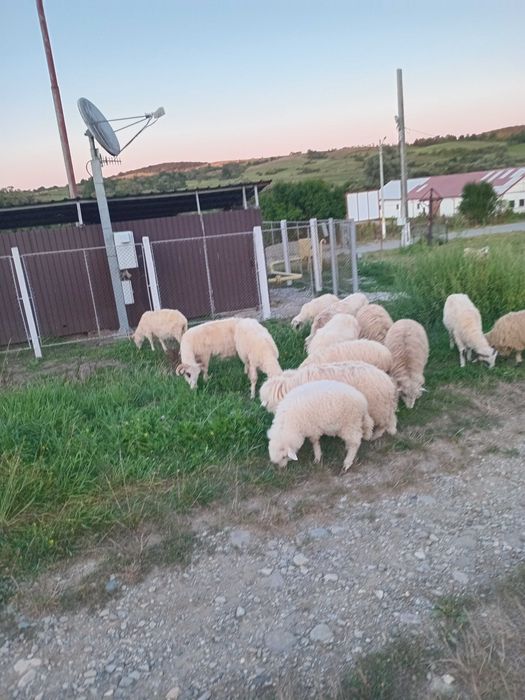 Oi cu miei de ținut