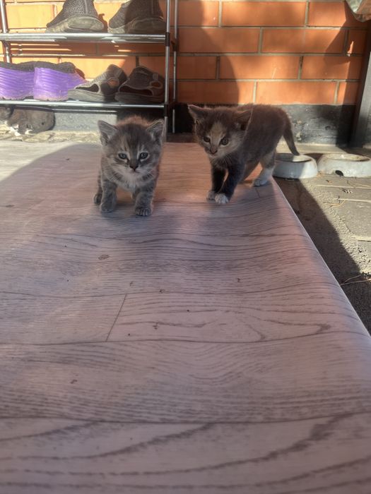 Отдам котят в добрые руки