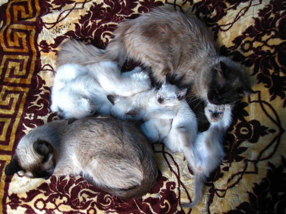 Тайские (сиамские) котята. 2 месяца. Гипоаллергенные