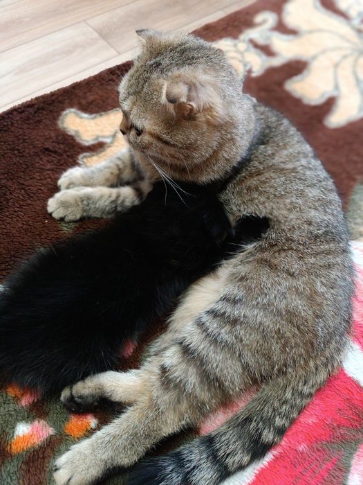 Отдам бесплатно вислоухих котят