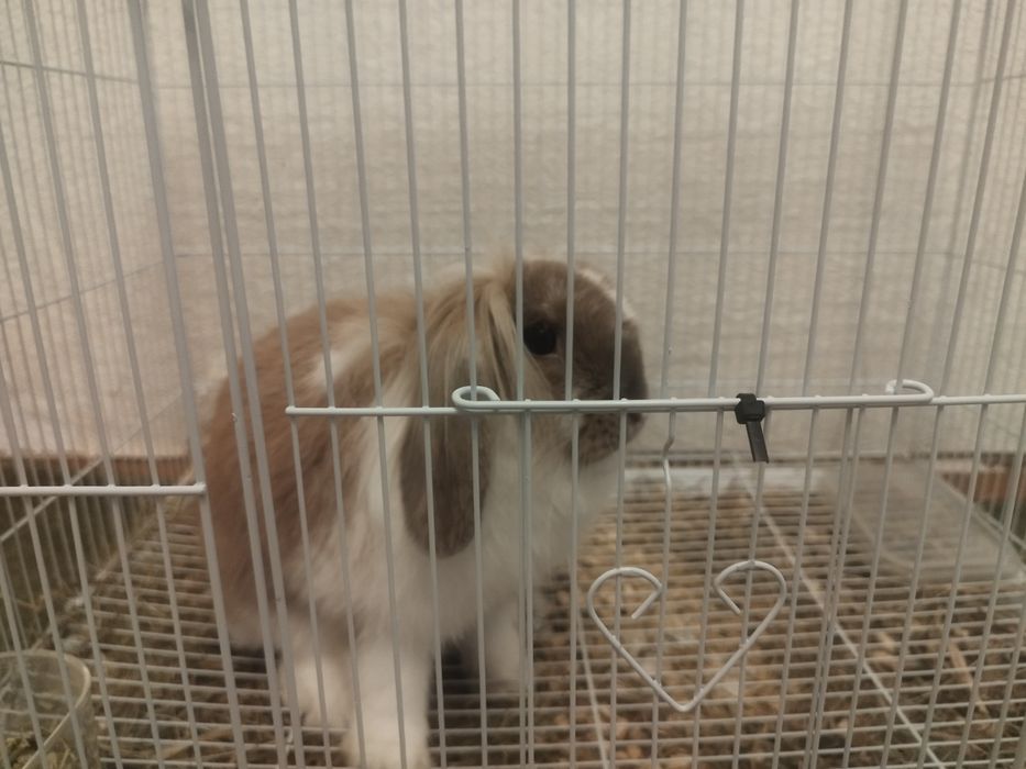 Кролик декоративный