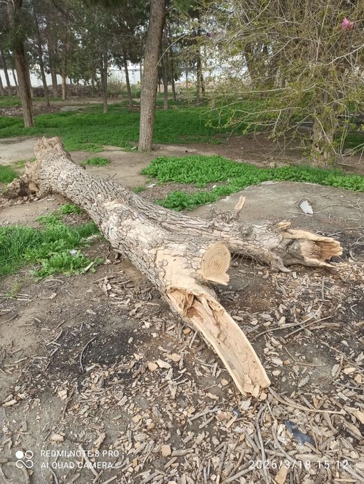 Дрова бревна полена