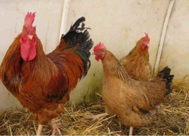 Продам инкубационные яйца