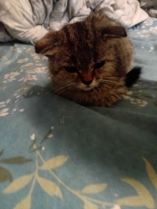 Шотландский вислоухий котик