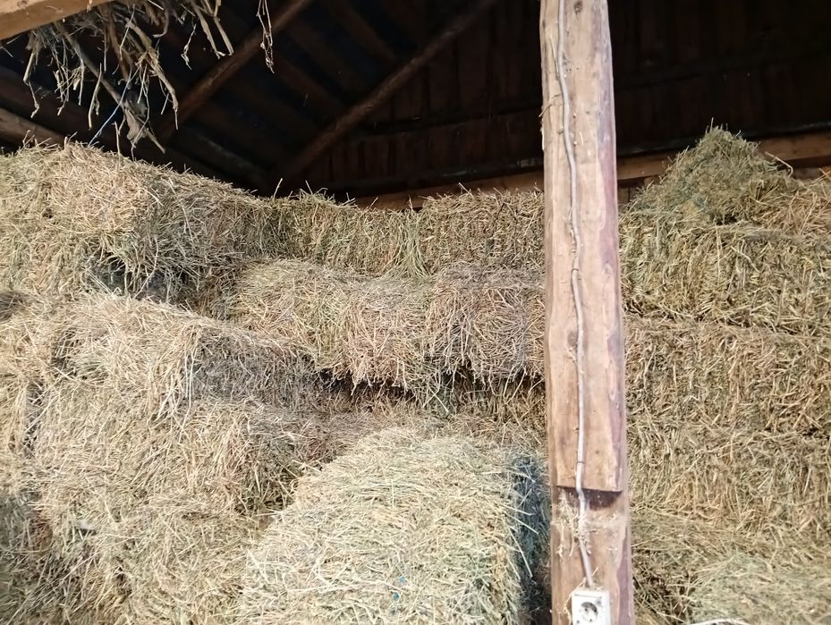 Vând baloți de lucernă