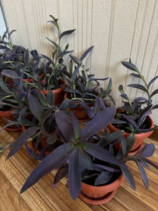 Традесканция бледная 'Purpurea'