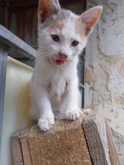 Подарявам малки котета