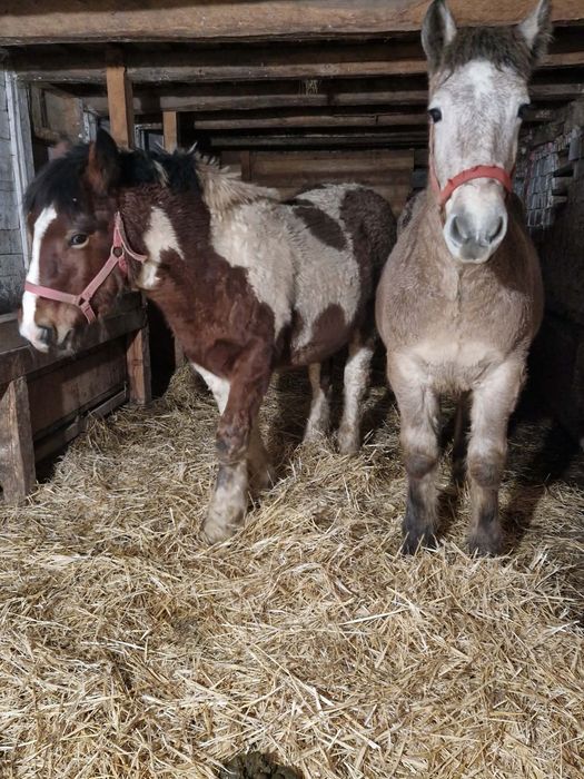 Da vanzare manzul sur