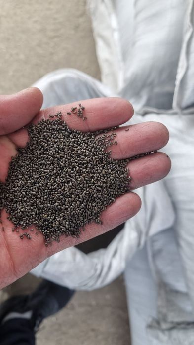 Жоңышқа тұқымы-Семена Люцерны