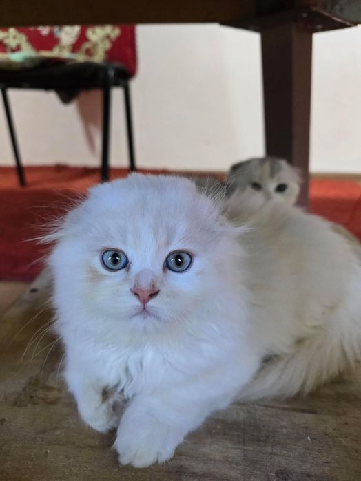 Котёнки скоттиш фолд