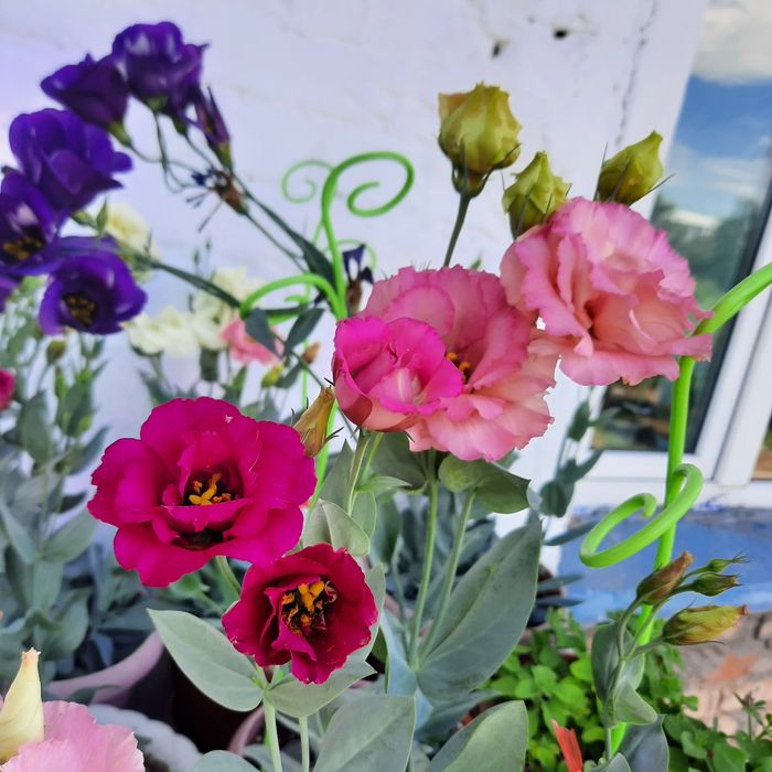 Продам смесь семян эустомы.