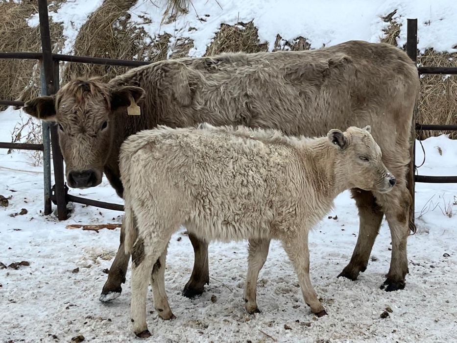 Продается крс ангус аулиеколь