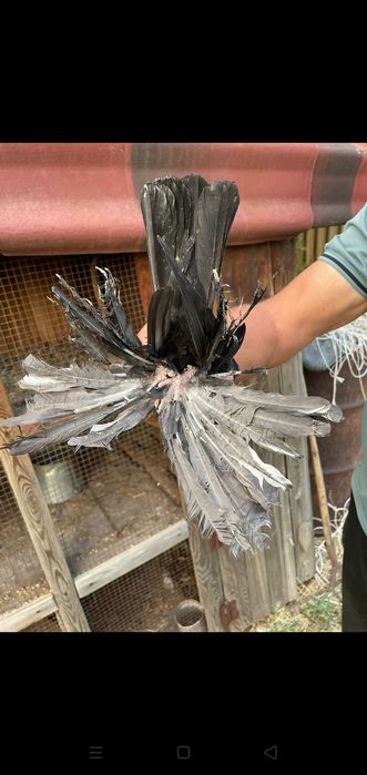 Продаются голуби разных пород