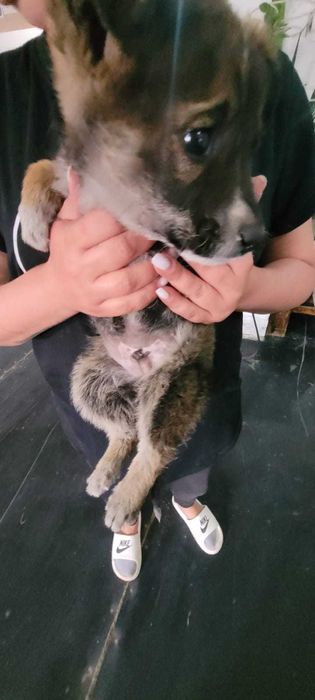 Щенки в добрые руки